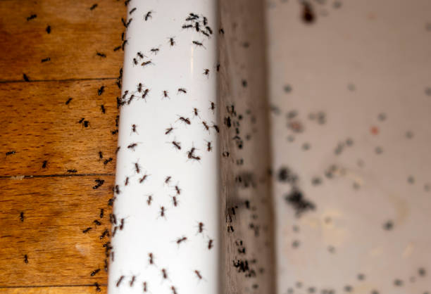 Best Pest Removal Services  in Newk, AR