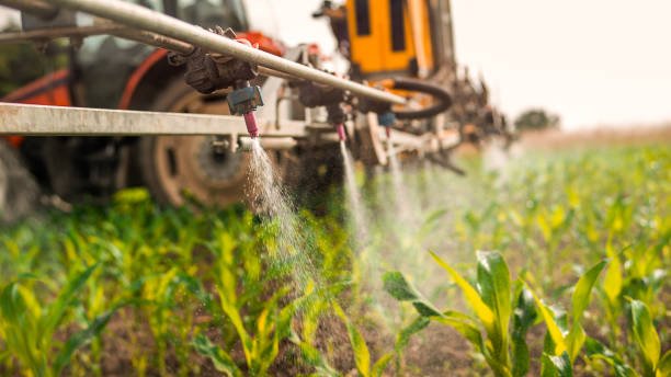 Best Ant Control Services  in Newk, AR
